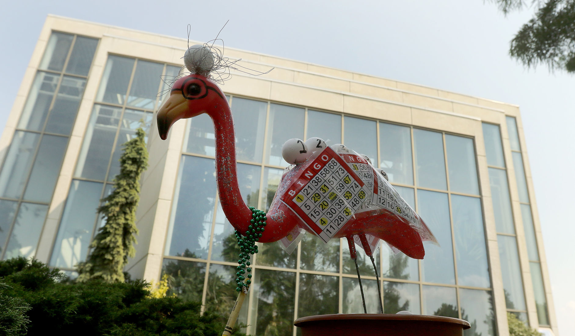 081318-qct-fea-flamingos-025